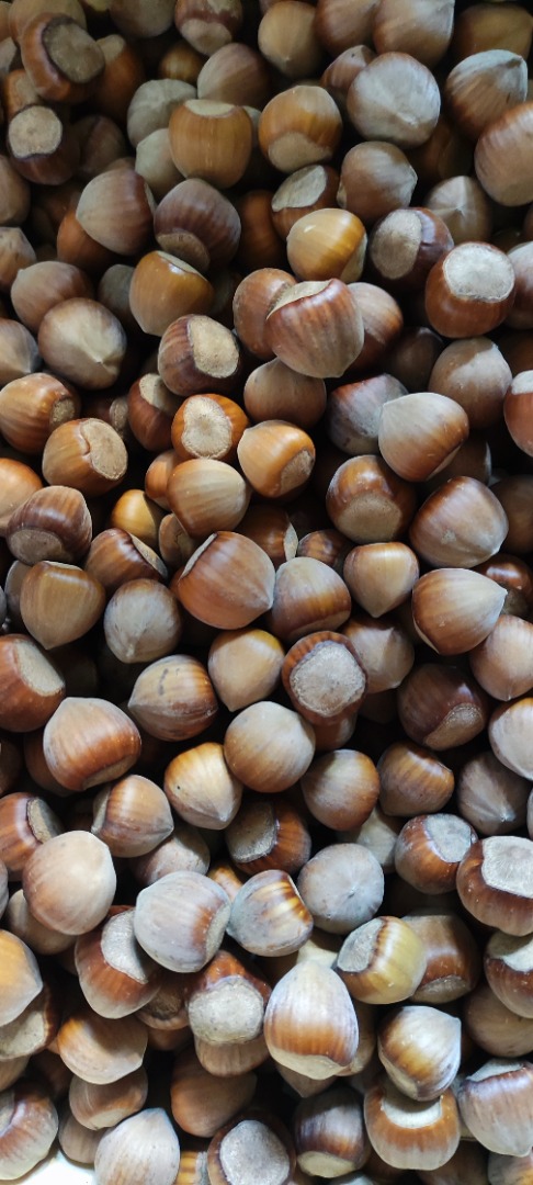 Hello! I have for sale hazelnuts from this year's harvest