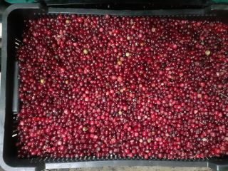I will sell swamp cranberries for more information on