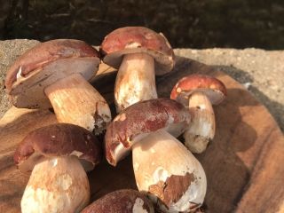 Porcini mushrooms completely frozen - top product - packaging