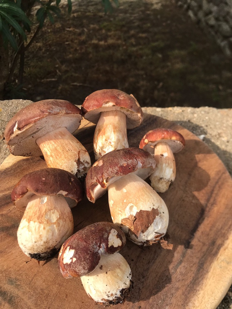 Porcini mushrooms completely frozen - top product - packaging by arrangement