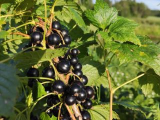 For sale a frozen Black currant with a eco