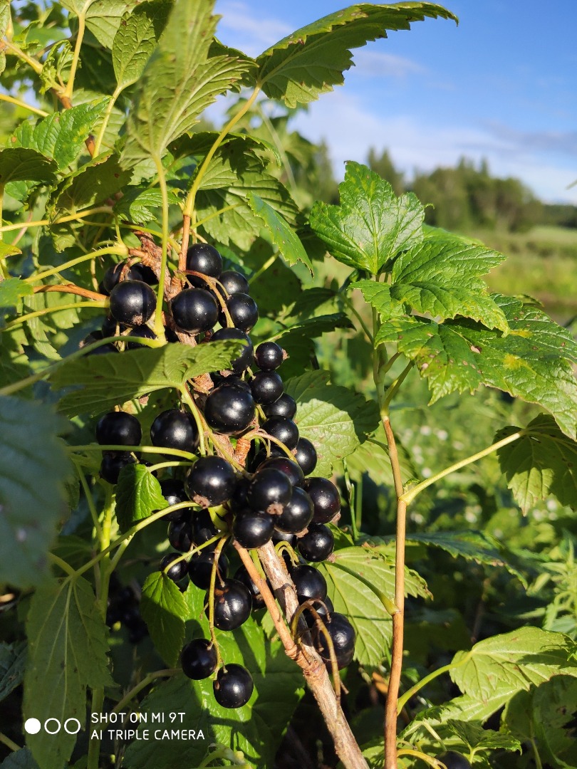 For sale a frozen Black currant with a eco certificate
