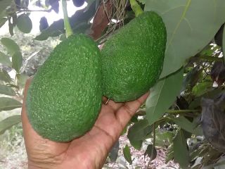 FOB Callao price. Avocado/Avocado HASS, at a rate of