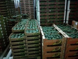 FOB Callao price. Avocado/Avocado HASS, at a rate of