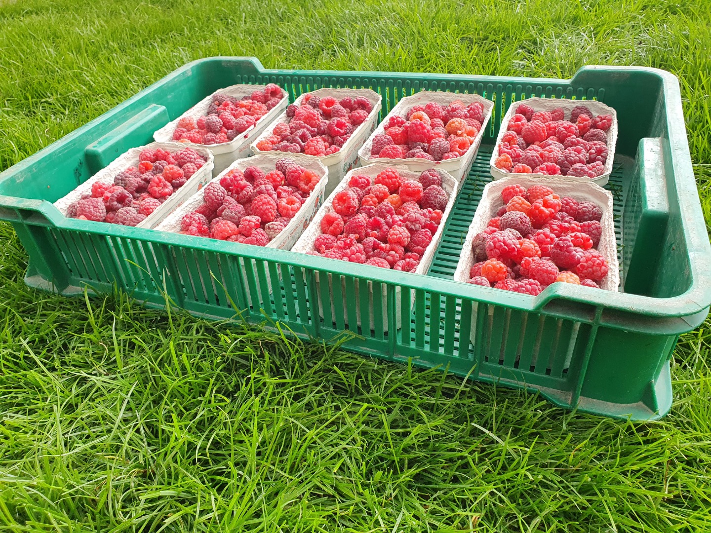 I recommend fresh raspberries straight from the plantation for juices, desserts, cakes for frozen foods, etc