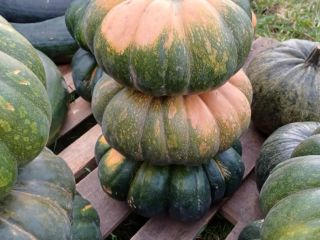 I will sell pumpkins without fertilizers and spraying. Edible
