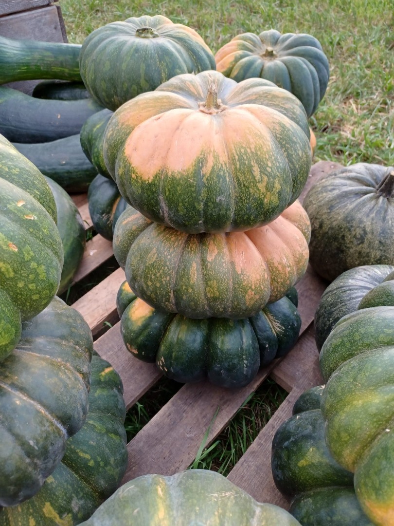 I will sell pumpkins without fertilizers and spraying