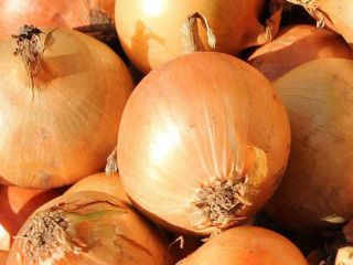 We are buying large quantities of fresh yellow onion