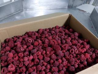I will sell raspberries from western Ukraine. 20,100 kg