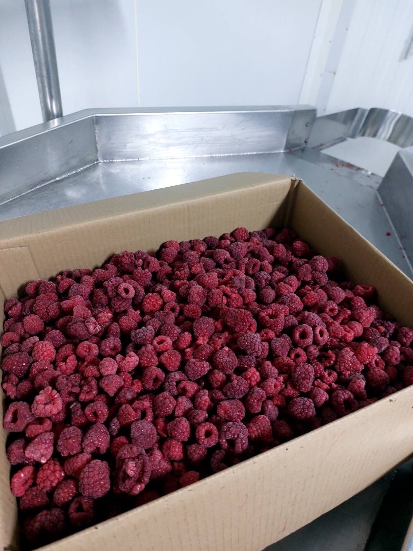 I will sell raspberries from western Ukraine