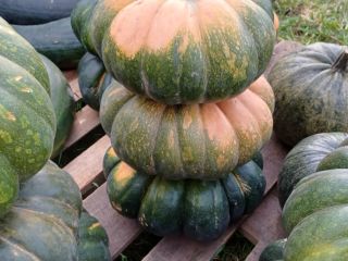 I will sell pumpkins without fertilizers and spraying. Edible