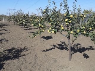 I sell quinces from my own orchard