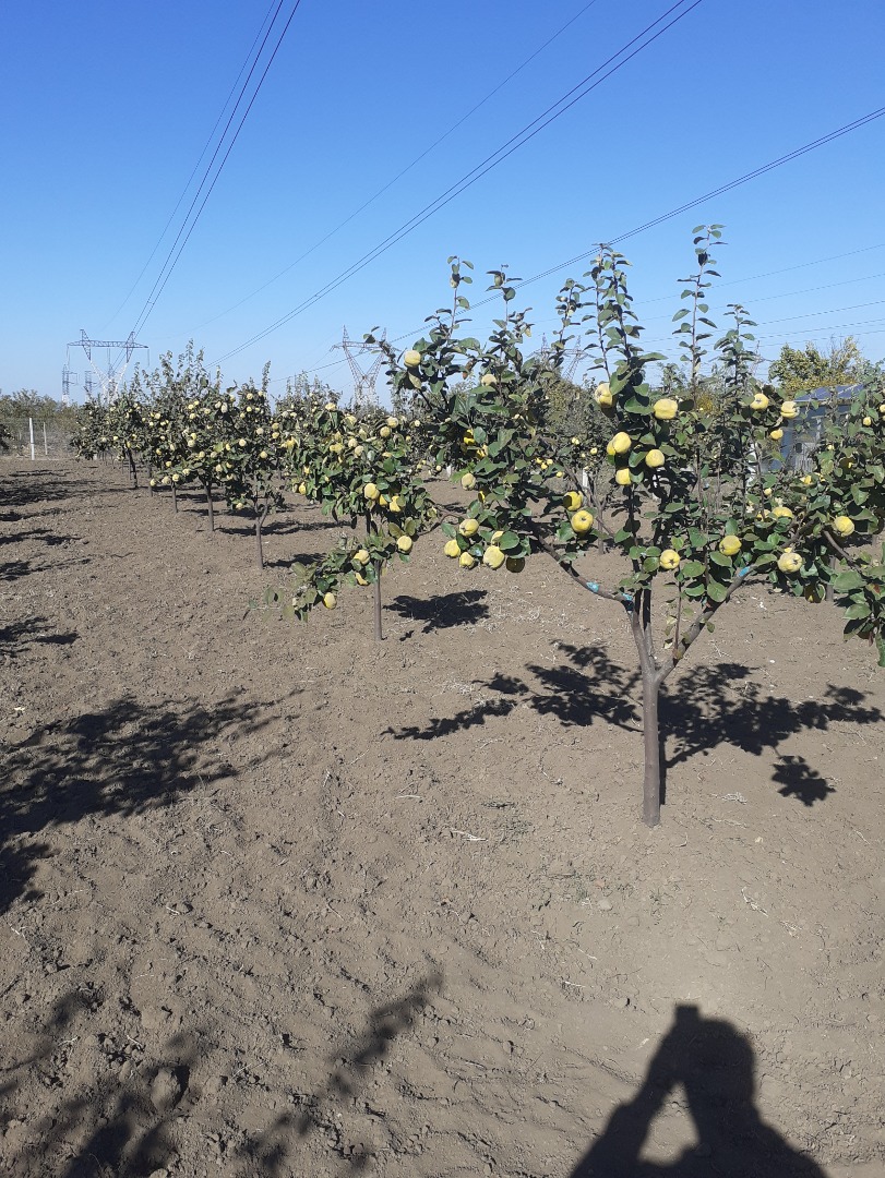I sell quinces from my own orchard