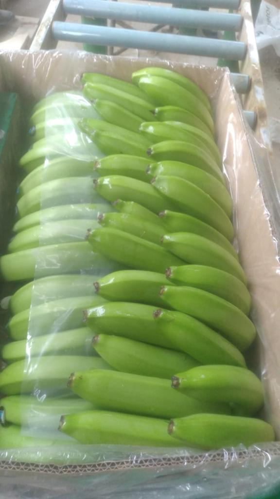 Bananas cavendish extra premium Ecuador own production 3,600 boxes weekly...