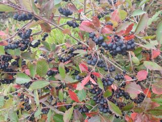 I will sell fresh chokeberry, nice, thick fruit, not