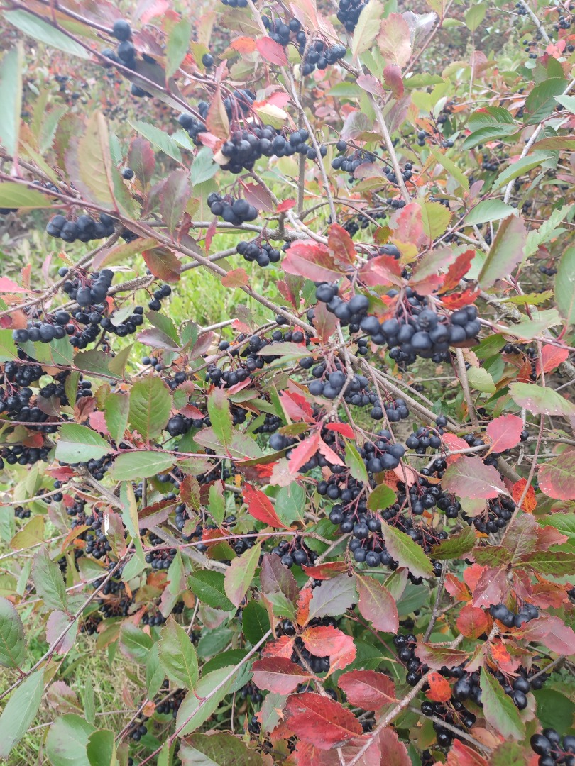 I will sell fresh chokeberry, nice, thick fruit, not wrinkled