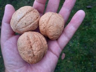 THIS YEAR'S WALNUTS LARGE MEDIUM