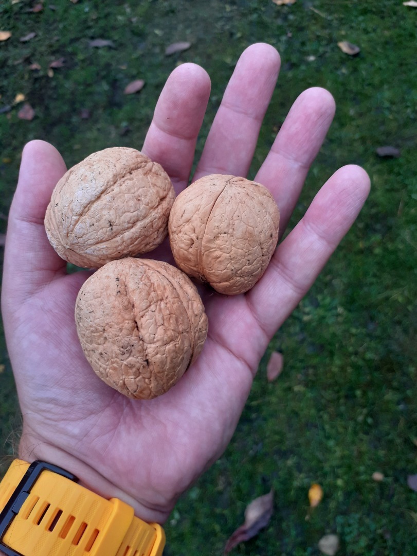 THIS YEAR'S WALNUTS LARGE MEDIUM
