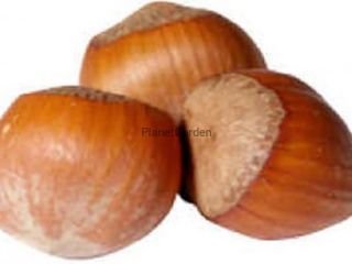 I will sell a hazelnut in a shell Catalan