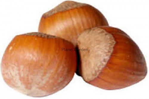 I will sell a hazelnut in a shell Catalan variety manual harvest this year 2022, quantity, 1 ton, packed in 10 kg bags