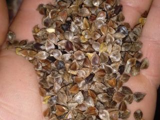 I will sell buckwheat this year, about 10 t,
