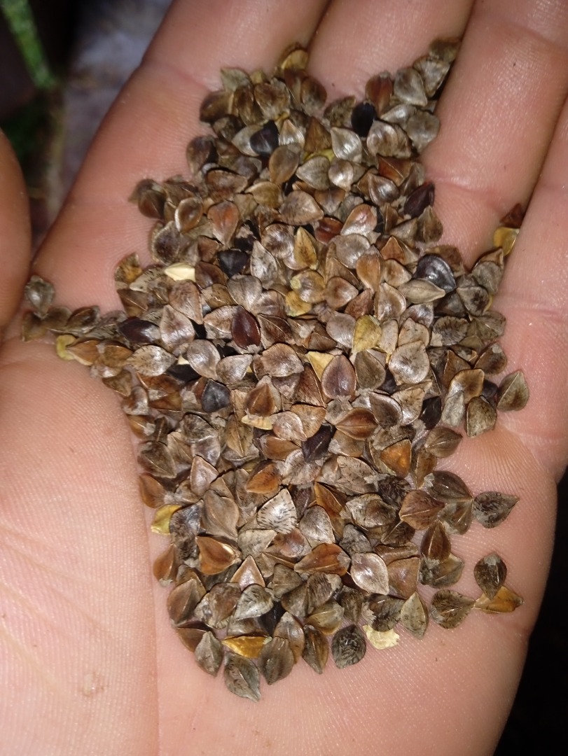 I will sell buckwheat this year, about 10 t, dried to a moisture content of 15%, not sprayed