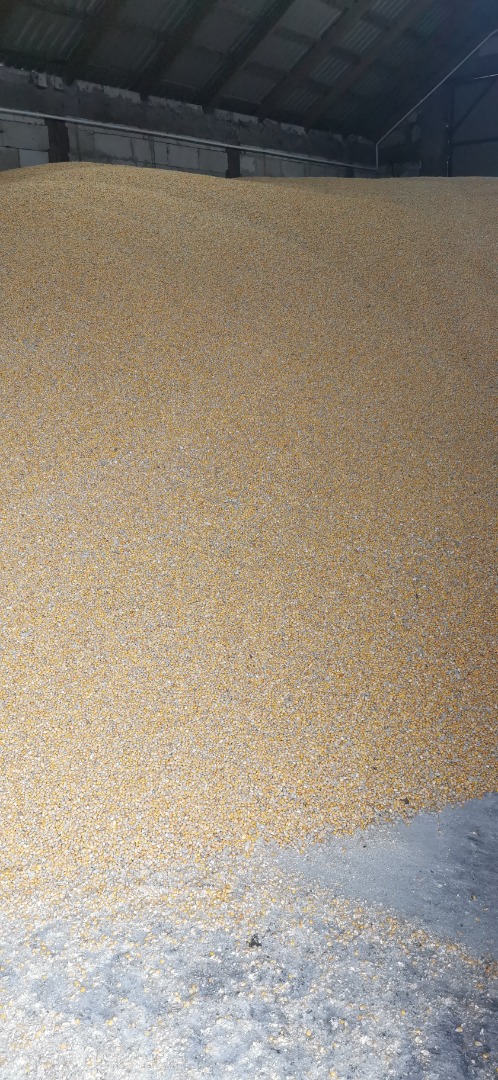Dry corn