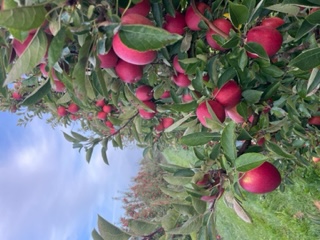 freshly harvested Braeburn for sale