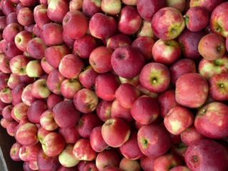 freshly harvested Elstar currently in CA. Elshoff or red