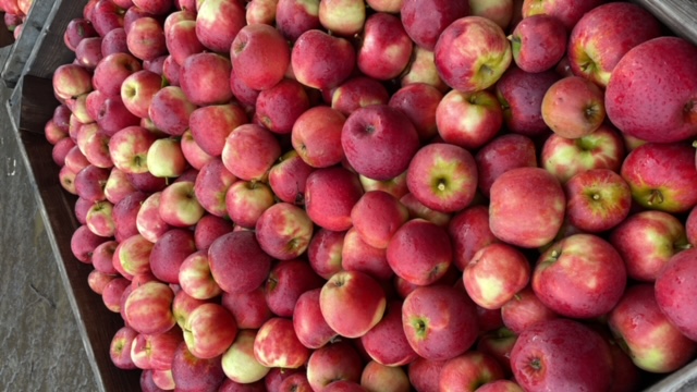 freshly harvested Elstar currently in CA