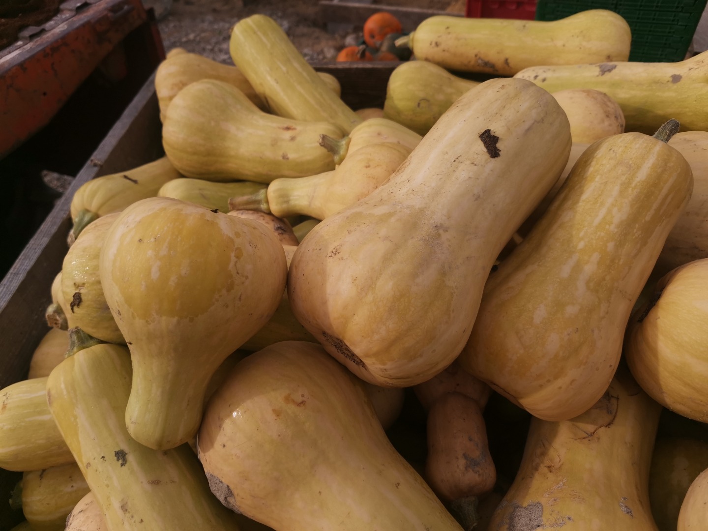 Hello, I have Butternut Atlas pumpkins for sale, second class We invite you