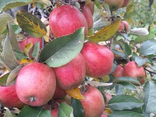 I WILL SELL BRAEBURN 6+ BEST FOR THE WEIGHT