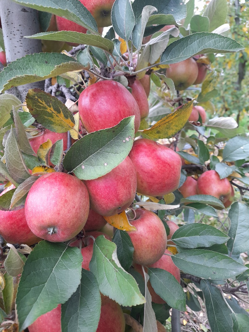 I WILL SELL BRAEBURN 6+ BEST FOR THE WEIGHT IN THE BOX