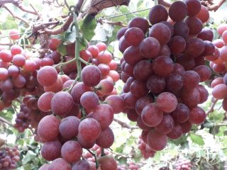 FOB Callao-Peru price. RED GLOBE CAT 1 grapes, at