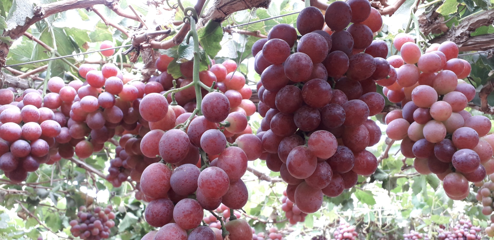 FOB Callao-Peru price