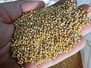 Millet for sale - red, - black, - yellow