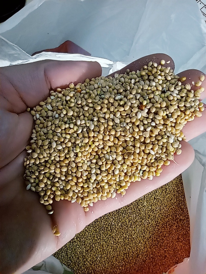 Millet for sale - red, - black, - yellow Produced in Ukraine