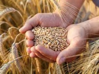 WHEAT 3rd grade, 11,5% protein Directly from the terminal