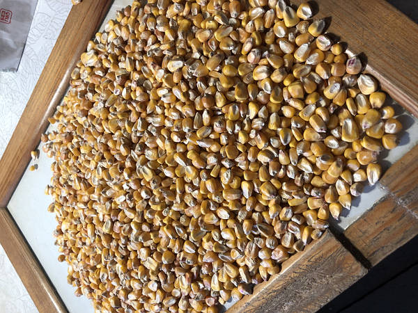 MAIZE directly from the terminal in the port Chernomorsk Odesa We supply in barges of 5000 tons From Odessa over Izmail on the Danube river Route Logisitcs