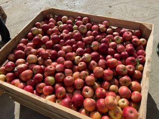 I sell apples from the varieties golden, rabbit nose,