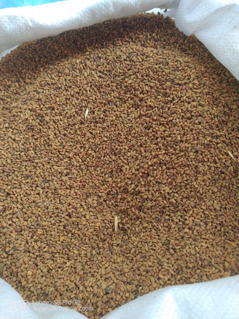 "Óvári 4" Fenugreek (Trigonella foenum graecum)