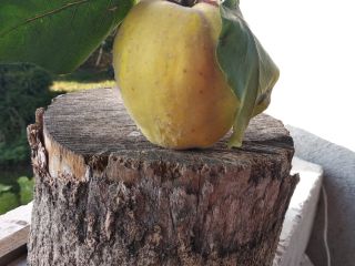 Quince fruits for immunity - without spraying, from your