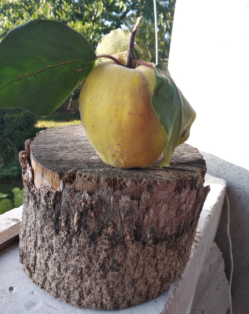 Quince fruits for immunity - without spraying, from your own garden away from the city