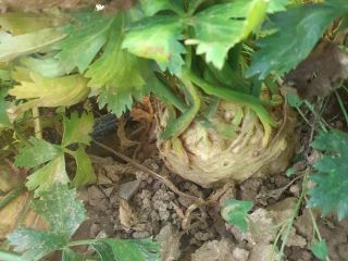 I am selling celery root, good preservation per bag,