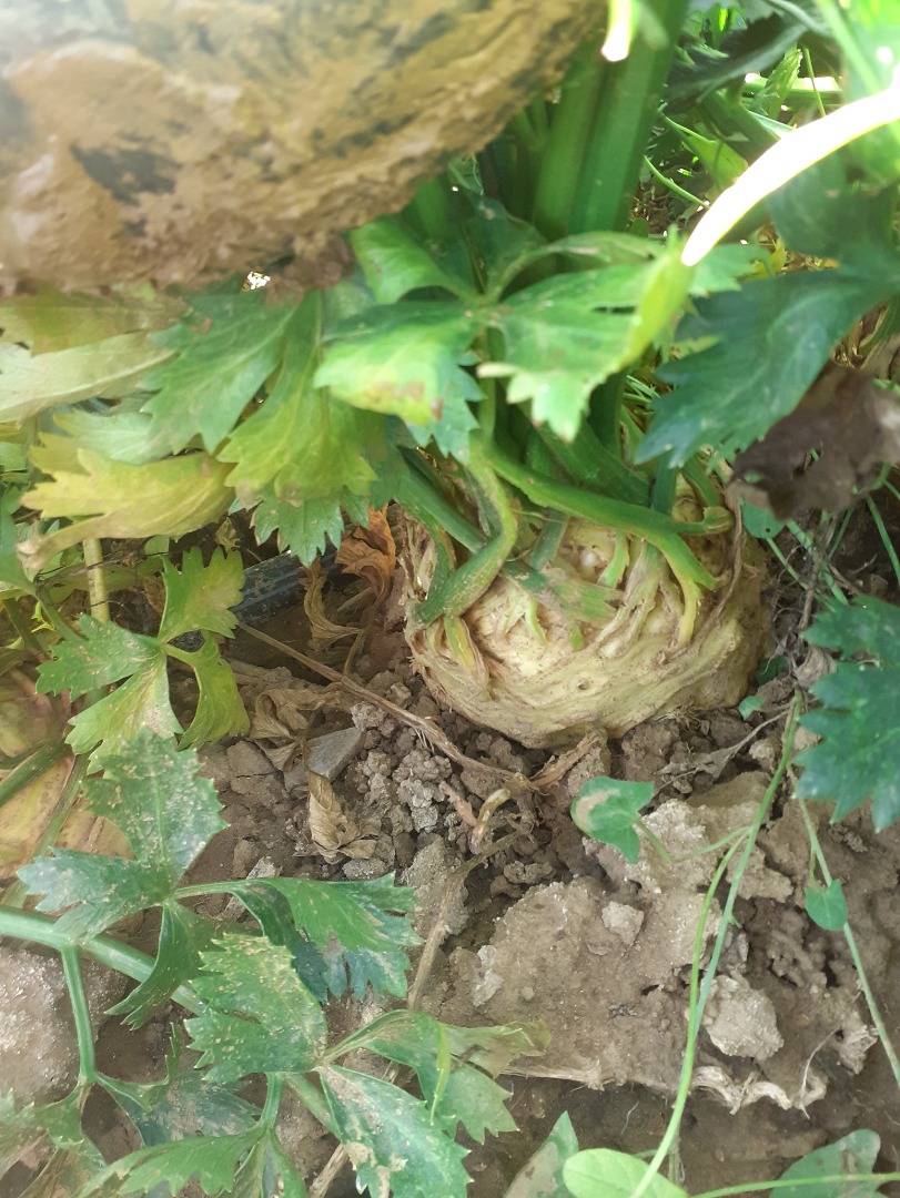 I am selling celery root, good preservation per bag, 2.8 ron, for large quantities, negotiable