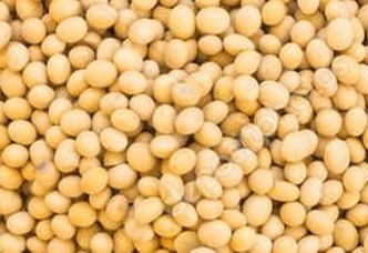 GMO soybeans for export from Ukraine