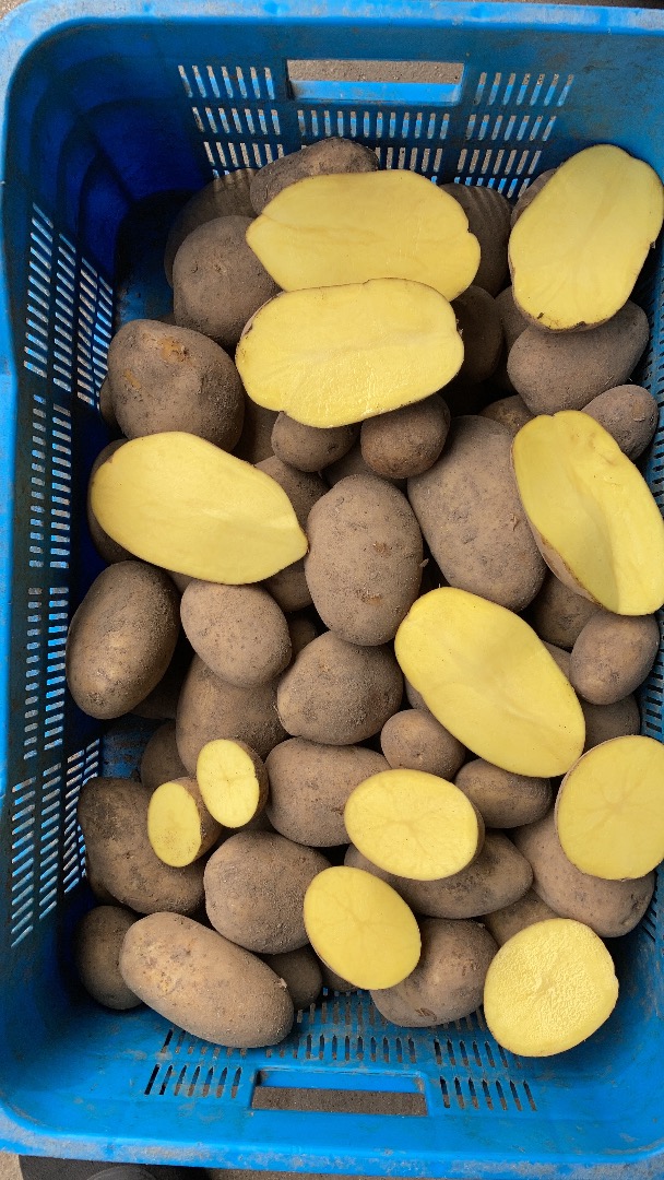 for sale red and yellow potatoes in large quantities, packed in big bags or in a 15 kg bag