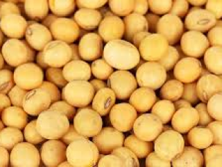 Non-GMO soy for export from Ukraine. FCA/DAP/CIF delivery terms.