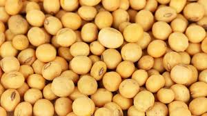 Non-GMO soy for export from Ukraine
