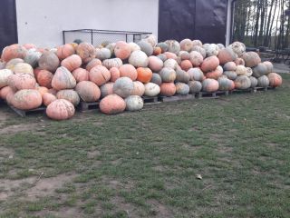 Hello, I have for sale Bambino pumpkins from my